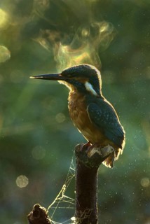 Common Kingfisher (Alcedo atthis) male, Utrecht, Netherlands