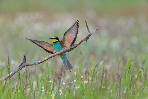 Bee-eater, (Merops apiaster), individual, perch, Tiszaalp-r, Kiskuns-gi National Park, B-cs-Kiskun,