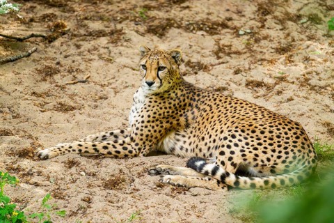Cheetah (Acinonyx jubatus) lying ion the ground, Germany