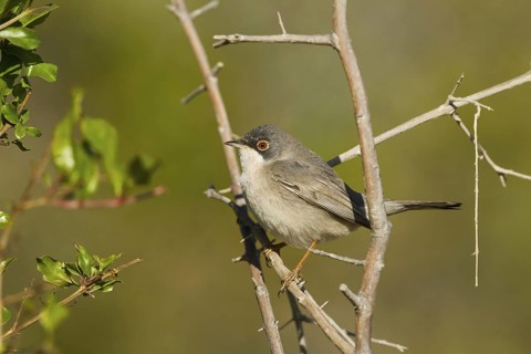 Menetries's Warbler (Sylvia mystacea), Oman