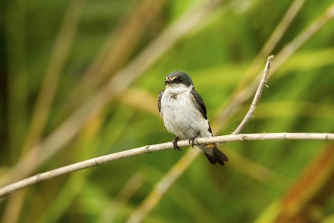 Mangrove Swallow Tachycineta albilinea San Blas, Nayarit, Mexico 6 June Adult in worn plumage.