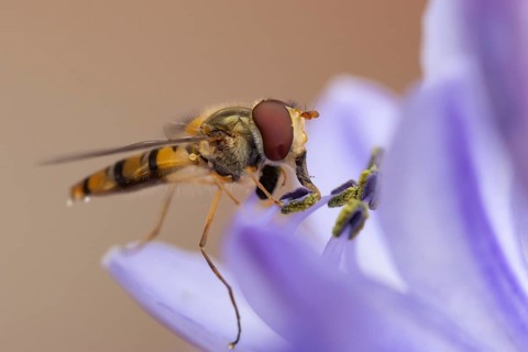 Common hoverfly (Eupeodes corollae) adult insect feeding on a garden blue Agapanthus flower in