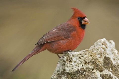 Northern Cardinal (Cardinalis cardinalis), Texas, USA