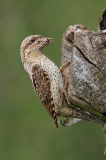 Eurasian Wryneck (Jynx torquilla), Saxony, Germany