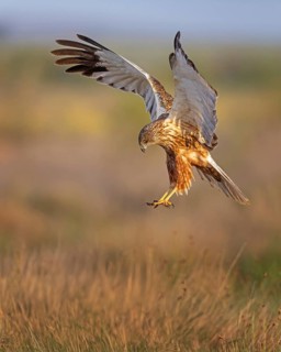 Western Marsh Harrier (Circus aeruginosus) male flying, Spain