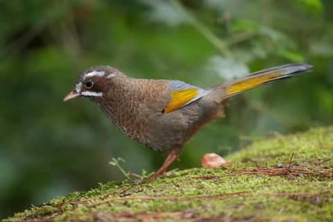 White-whiskered Laughingthrush (Trochalopteron morrisonianum) perched on the ground, Taiwan