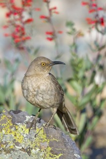 Curve-billed Thrasher Toxostoma curvirostre Tucson, Pima County, ARIZONA, United States 14 March