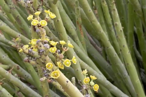 Euphorbia dregeana, milkweed, blooming, flowers, Karoo Desert Botanic Garden, Worcester, Western