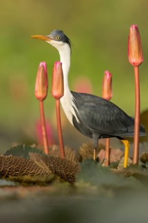 Pied Heron (Egretta picata) in a wetland area in Papua New Guinea