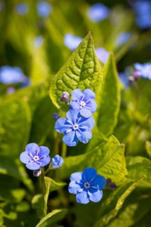 Gedenkemein (Omphalodes verna) in flower, Saxony, Germany