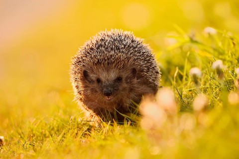 Brown-breasted hedgehog or Western European hedgehog (Erinaceus europaeus), North Rhine-Westphalia,