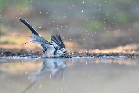 Long-tailed Tit (Aegithalos caudatus) bathing, Netherlands