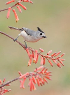 Black-crested Titmouse (Baeolophus atricristatus) perched on a branch, Texas, USA