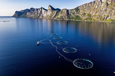 Aerial view of a salmon farm, aquaculture in the Mefjord on Senja island, in the background the