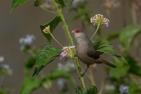 Common Waxbill (Estrilda astrild) perched on a branch, Cape Verde
