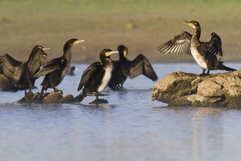 Great Cormorant (Phalacrocorax carbo), Madrid, Spain