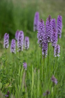 Southern marsh orchid (Dactylorhiza praetermissa), Emsland, Lower Saxony, Germany