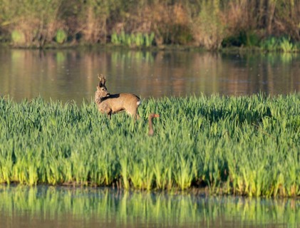 Roe deer (Capreolus capreolus), roebuck in winter coat, winter cover standing in a wet meadow, in a