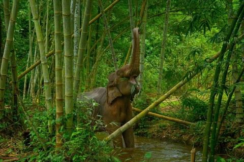 An Asian elephant enjoys a bamboo meal in Thailand's lush forest. Its trunk reaches high among tall