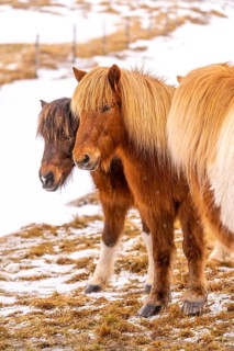 Portrait of a group of brown horses in the cold winter with snow in Iceland, Icelandic horse