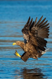 White-tailed Eagle (Haliaeetus albicilla) hunting, Norway