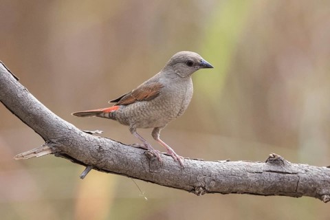Red-winged Pytilia (Pytilia phoenicoptera) juvenile perched on a branch, Gambia