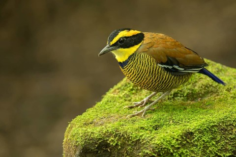 Javan Banded Pitta (Hydrornis guajanus) male perched on mossy stone, East Java, Indonesia