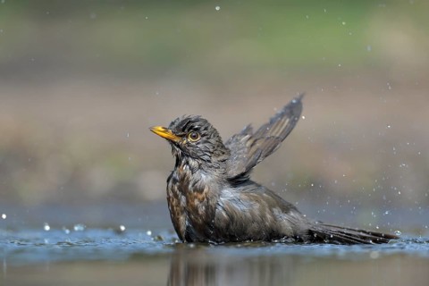 Common Blackbird (Turdus merula) female bathing, Netherlands