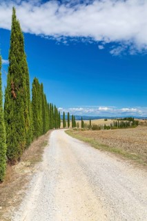 Long half avenue with columnar cypresses (Cupressus sempervirens) near Siena, Tuscany, Italy
