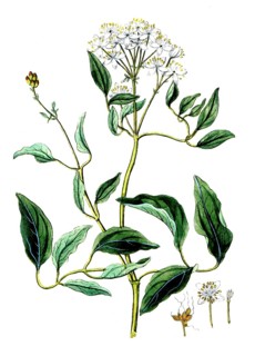 Clematis recta, Clematis recta, digital reproduction of a historical original, between 1790 and