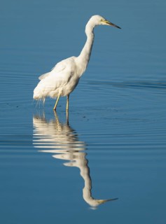 Great White Egret (Ardea alba) foraging in the shallow water zone of a lake, blue water, Lower