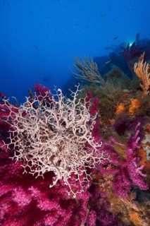 Mediterranean basket star (Astrospartus mediterraneus) in the Mediterranean Sea near Hyères. Dive