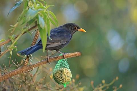 Blackbird (Turdus merula), male, blackbird cock, tit dumpling, Arnsberg, North Rhine-Westphalia,