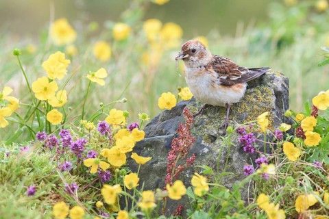 Snow Bunting (Plectrophenax nivalis insulae) female perched on a stone in flowering meadow with