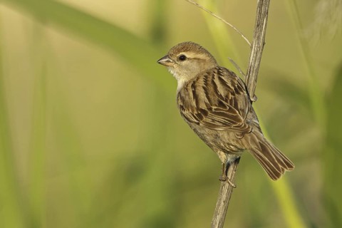 Dead Sea Sparrow (Passer moabiticus) female, Sanliurfa, Turkey