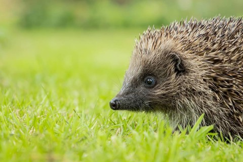 European hedgehog (Erinaceus europaeus) adult animal on a garden grass lawn in summer, England,