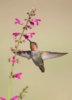Anna's Hummingbird (Calypte anna) male flying while feeding at flower nectar, California, USA