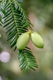 Japanese nutmeg-yew (Torreya nucifera), Arboretum Loismann, Federal Republic of Germany