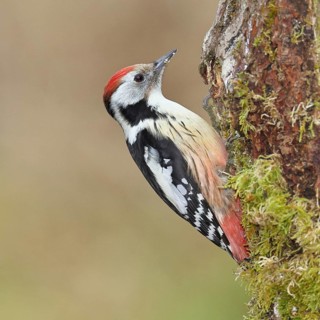 Middle spotted woodpecker (Dendrocopos medius) foraging on dead wood of an oak (Quercus),