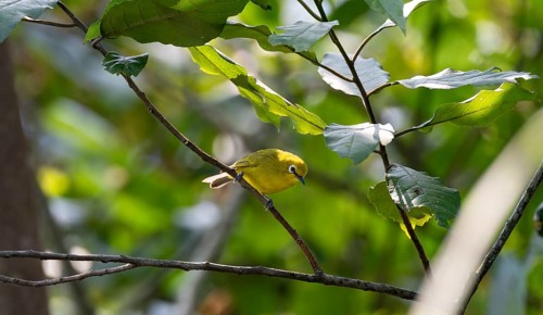 Green spectacled bird or Stuhlmann's spectacled bird (Zosterops stuhlmanni), bird sitting on a