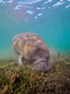 Round-tailed manatee (Trichechus manatus) grazing in Crystal River, Florida, USA, North America