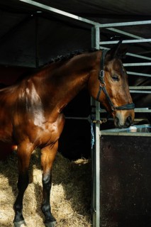 Elegant brown horse stands majestically in a stable, showcasing its beauty and the sophistication