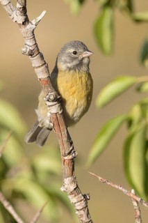 Grey-hooded Sierra Finch (Phrygilus gayi) juvenile, Santiago Metropolitan, Chile