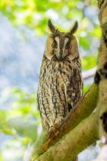 Long-eared owl (Asio otus) perched on a branch, roosting during the daytime, Bavaria, Germany