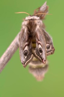 Small emperor moth (Saturnia pavonia), female, unfolding wings after hatching, Germany