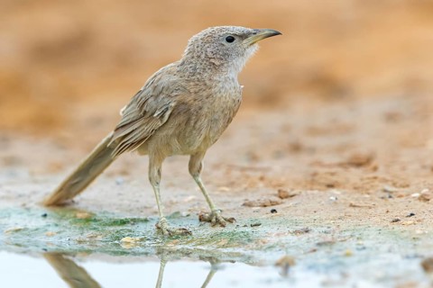 Graudrossling, Arabian Babbler, Turdoides squamiceps, Cratérope écaillé, Tordalino Arábigo