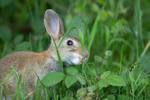 Rabbit (Oryctolagus cuniculus) adult animal feeding in grassland in summer, Suffolk, England,