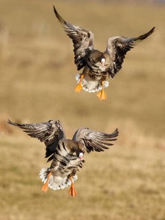 Greater White-fronted Goose (Anser albifrons) landing, North Rhine-Westphalia, Germany