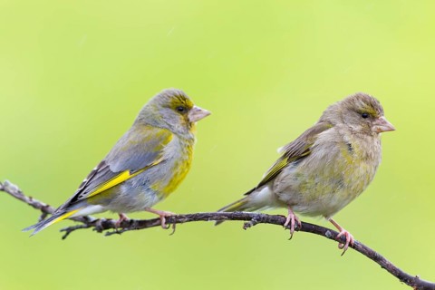Greenfinch, (Carduelis chloris), Chloris chloris, animals, birds, subfamily of goldfinches and