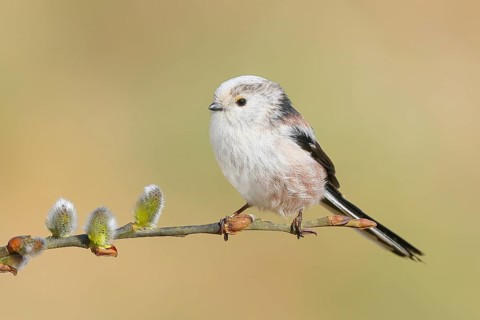 Long-tailed Tit (Aegithalos caudatus) sitting on a branch of willow catkins, Wildlife, Animals,